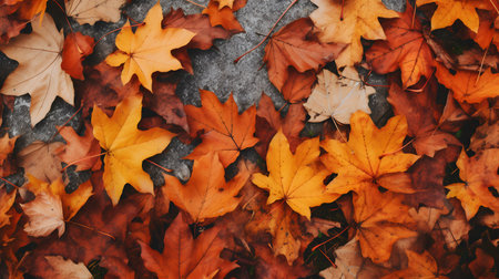 Autumn leaves on the ground. Colorful autumn leaves background.の素材