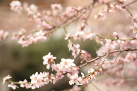 Delicate cherry blossoms display their pink hues in a garden. The branches are filled with flowers, creating a serene atmosphere as sunlight filters through the petals.の写真素材