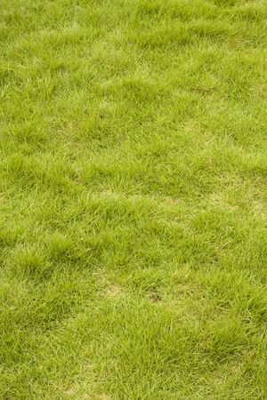 iti is a shot of green grass background の写真素材