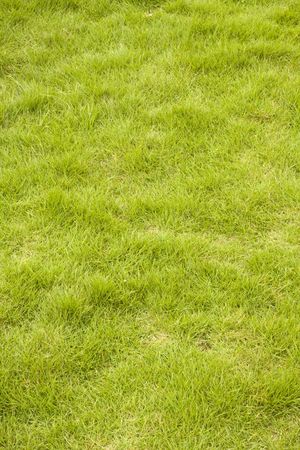 iti is a shot of green grass background の写真素材