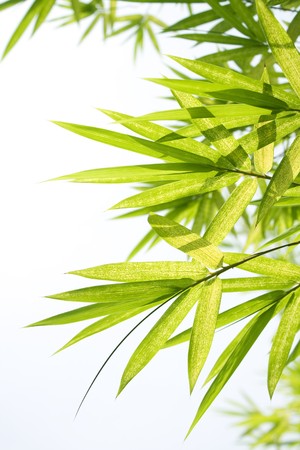 Beautiful Bamboo Border 
の写真素材