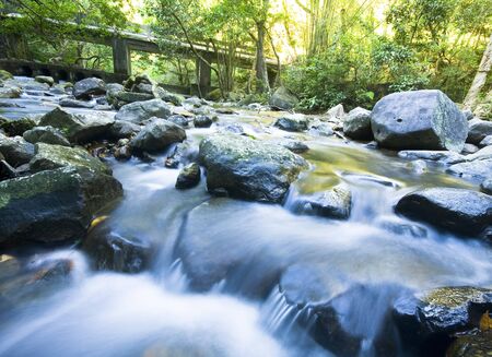 tree in water in forestの写真素材