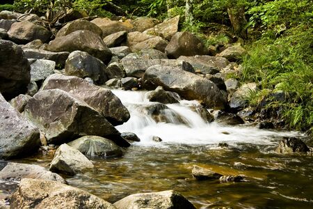green forest and river の写真素材