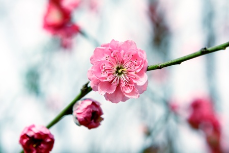 Plum Blossom, chinese flower during lunar new yearの写真素材