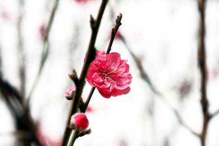 Plum Blossom, chinese flower during lunar new yearの写真素材