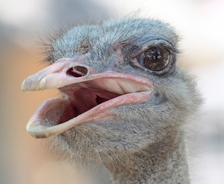 ostrich portrait in the farm, close up, backgroundの写真素材