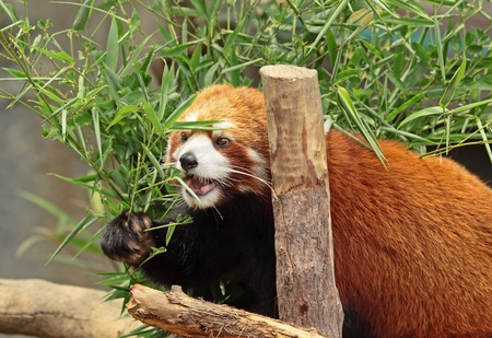 Red Pandaの写真素材