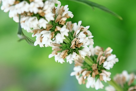 branch with white flowers on a green background with bokeh の写真素材