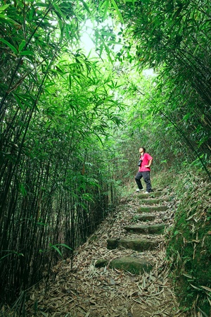 photographer taking photo in bamboo path の写真素材