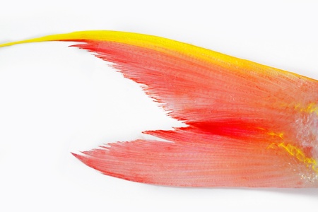 fish tail on white backgroundの写真素材