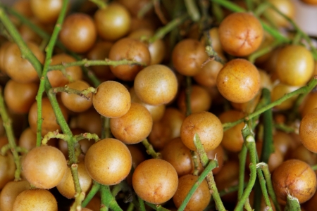 Longan on the green treeの写真素材