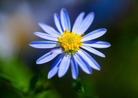 Beautiful 'purple fanfare' flower in a meadow. の写真素材