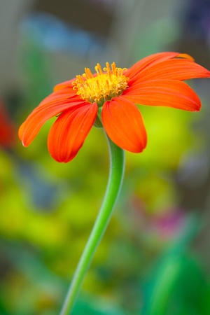 red flower with green buds on blurred background の写真素材