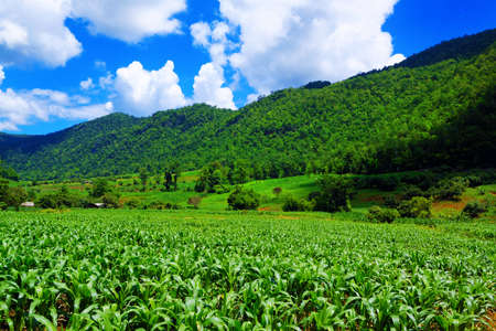 Corn farm in countryside of Thailand の写真素材