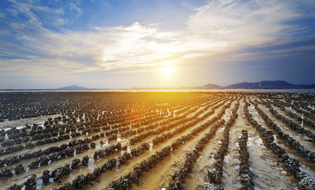 beautiful beach and sea sunset in HongKong Pak Nai at Oyster Farm as rowの写真素材