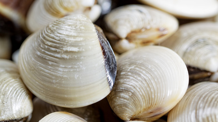 fresh clams on white background の写真素材