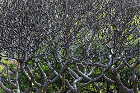 Close Up of tree branches without leaves die a horrible drought for backgorundの写真素材