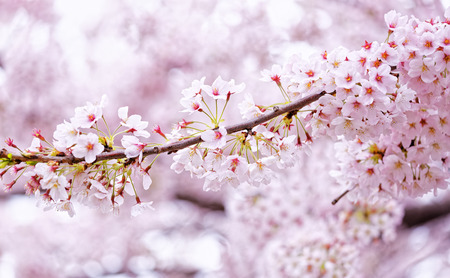 Sakura blossom flower close up for backgroundの写真素材