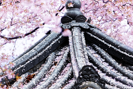 Weeping sakura infront of japanese temple at dayの写真素材