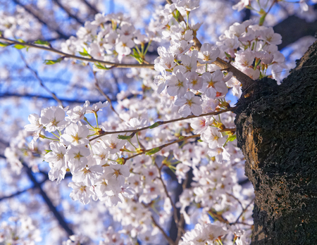Branches of blooming apple tree with many flowers over blue sky, seoul in south koreaの写真素材