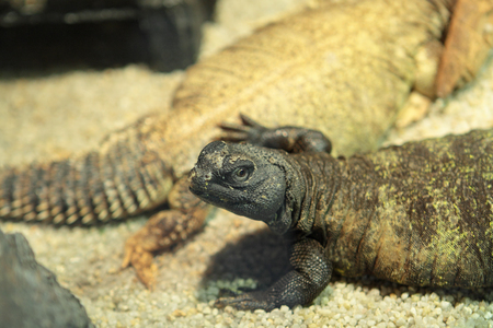 iguana close up at dayの写真素材