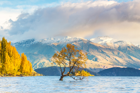Famous tree at Lake Wanaka in sunrise, South Island of New Zealand.の写真素材