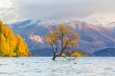 The famous tree at Lake Wanaka in sunrise, South Island of New Zealand.の写真素材