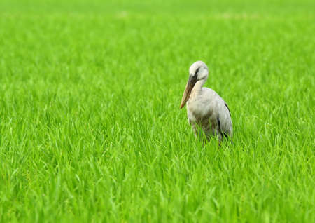 Asian open-bill bird in green rice fieldの写真素材