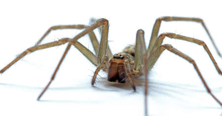 Tegenaria Gigantean or Giant House Spider
