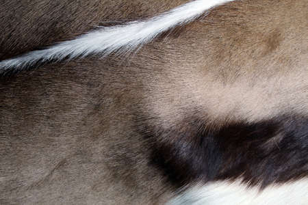 springbuck tanned hide