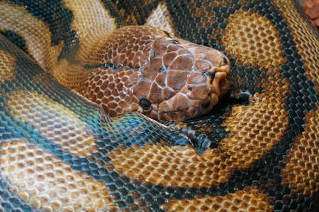 A large coiled up python