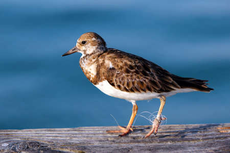 A Least Sandpiper with monofilament fishing line tied around foot.の写真素材