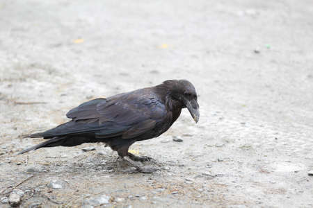A black Raven begging for food