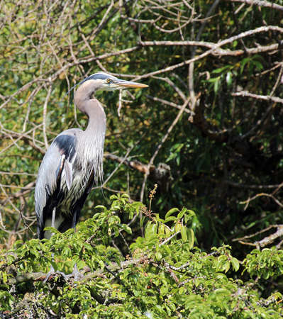 Photograph of a great blue heronの写真素材