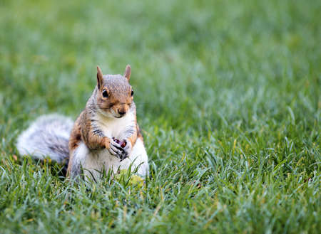 Portrait of a Western Gray Squirrel eatingの写真素材