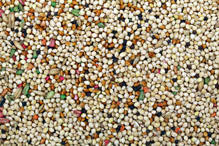 Background layer of budgie bird seedの写真素材