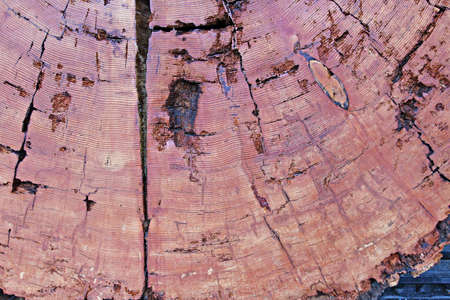 A close up of the cut of a tree showing age ringsの写真素材