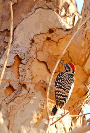 A ladder backed woodpecker on a sycamore tree