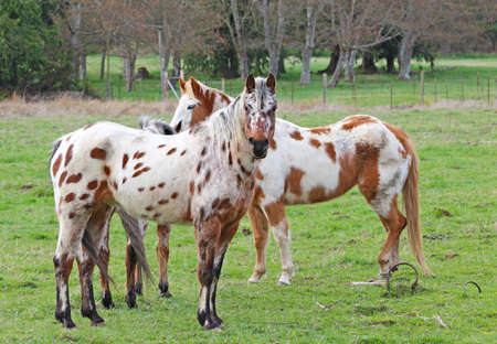 paint horses in a field の写真素材