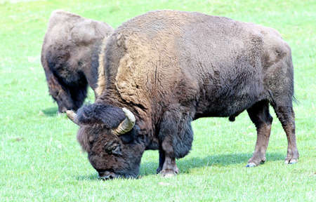 Bison