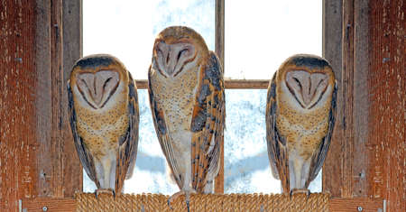 Barn Owlの写真素材