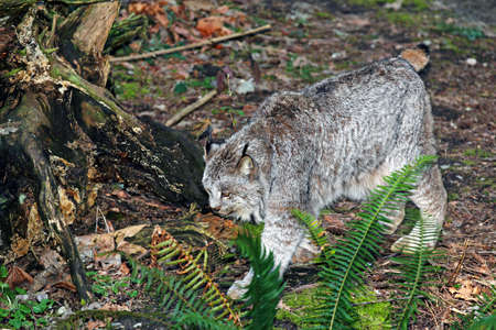 Canada Lynx - Lynx canadensisの写真素材
