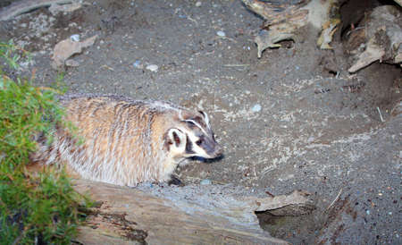 American Badger - Taxidea taxusの写真素材