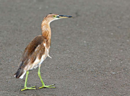 Cinnamon Bittern also called Chestnut Bittern