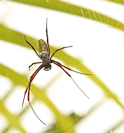 A large female golden orb spiderの写真素材