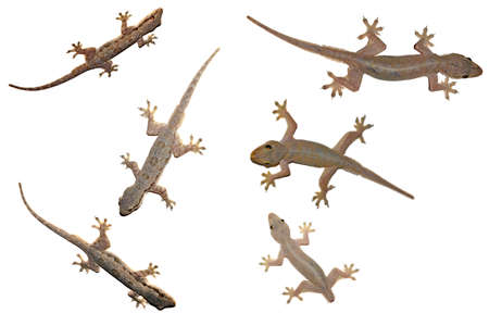 An animal set of gecko lizardsの写真素材