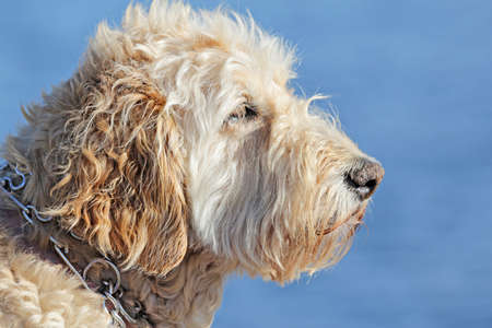 Portrait of a Wheaten Terrierの写真素材