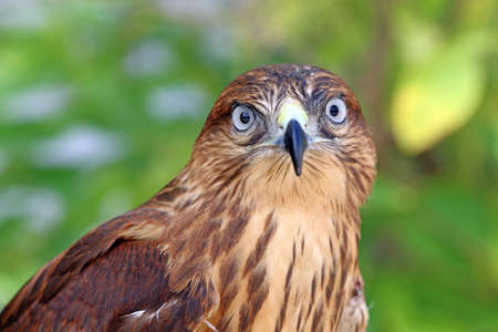 Close up of a white eyed buzzardの写真素材