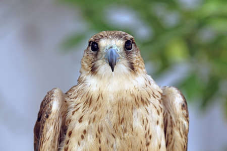 Close up of an immature Barbary Falconの写真素材
