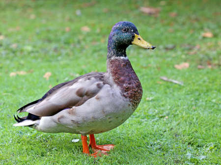 A male mallard duck